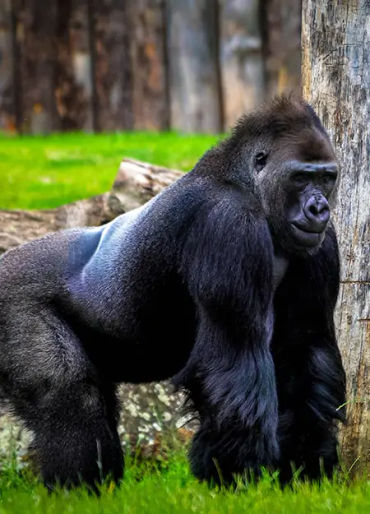 gorilla facts, gorilla fact, gorilla, female gorilla, gorilla breeding