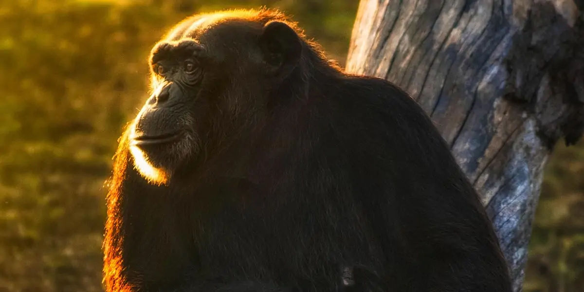 gorilla facts, gorilla fact, gorilla, gentle giants,