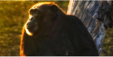 gorilla facts, gorilla fact, gorilla, gentle giants, 