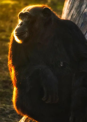 gorilla facts, gorilla fact, gorilla, gentle giants, 