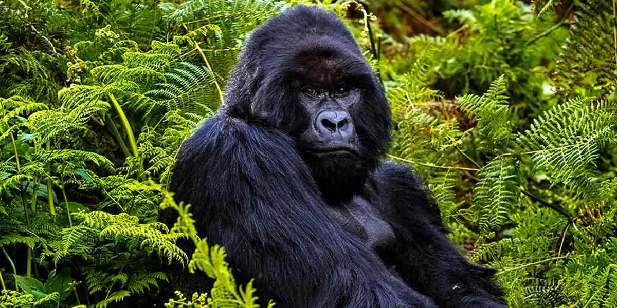 gorilla facts, gorilla fact, gorilla, gentle giants,