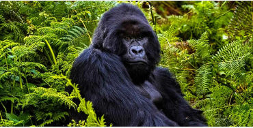 gorilla facts, gorilla fact, gorilla, gentle giants, 