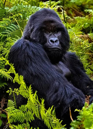 gorilla facts, gorilla fact, gorilla, gentle giants, 