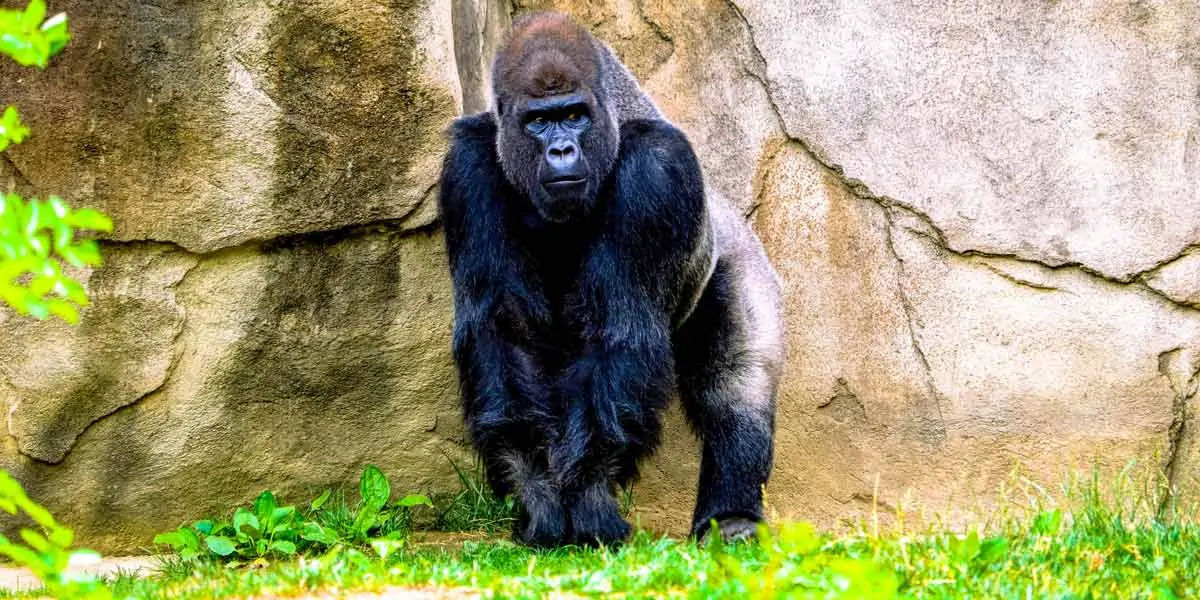 gorilla facts, gorilla fact, gorilla, gentle giants, gorilla diet, gorilla food
