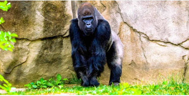 gorilla facts, gorilla fact, gorilla, gentle giants, gorilla diet, gorilla food