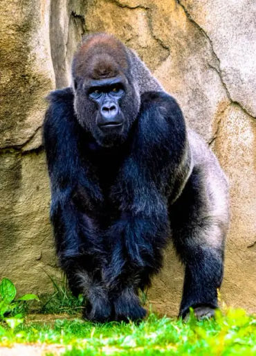 gorilla facts, gorilla fact, gorilla, gentle giants, gorilla diet, gorilla food