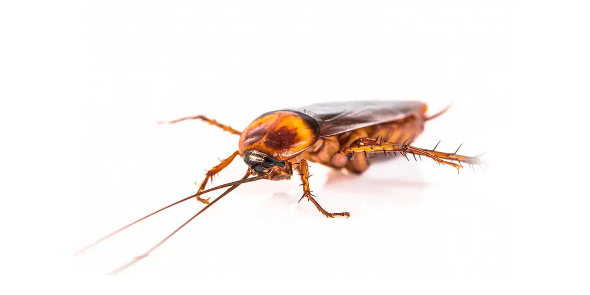 cockroaches, cockroaches facts, cockroaches age, cockroaches fact
