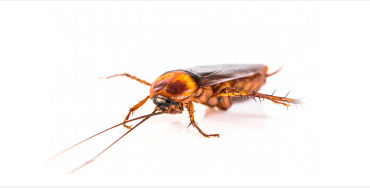 cockroaches, cockroaches facts, cockroaches age, cockroaches fact