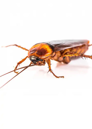 cockroaches, cockroaches facts, cockroaches age, cockroaches fact