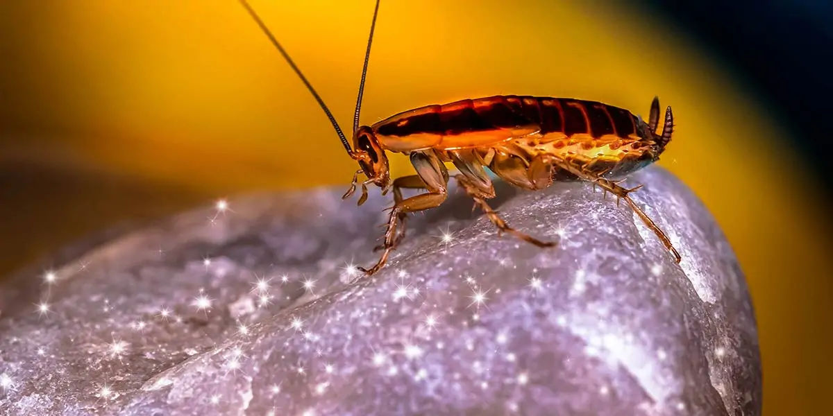 cockroaches, cockroaches facts, cockroaches age, cockroaches fact
