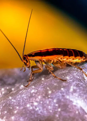 cockroaches, cockroaches facts, cockroaches age, cockroaches fact