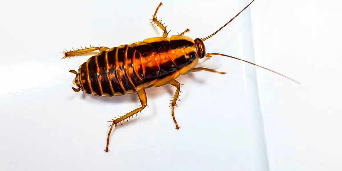 cockroaches, cockroaches facts, cockroaches age, cockroaches fact, cockroaches head