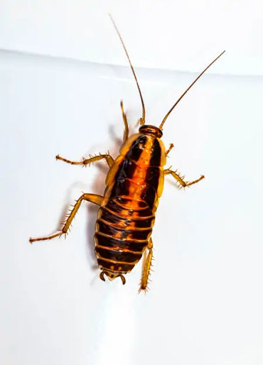 cockroaches, cockroaches facts, cockroaches age, cockroaches fact, cockroaches head