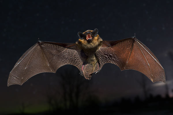 Bats spreading corona infection found in caves of Laos