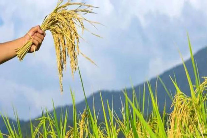 crops damaged due to rain in haryana
