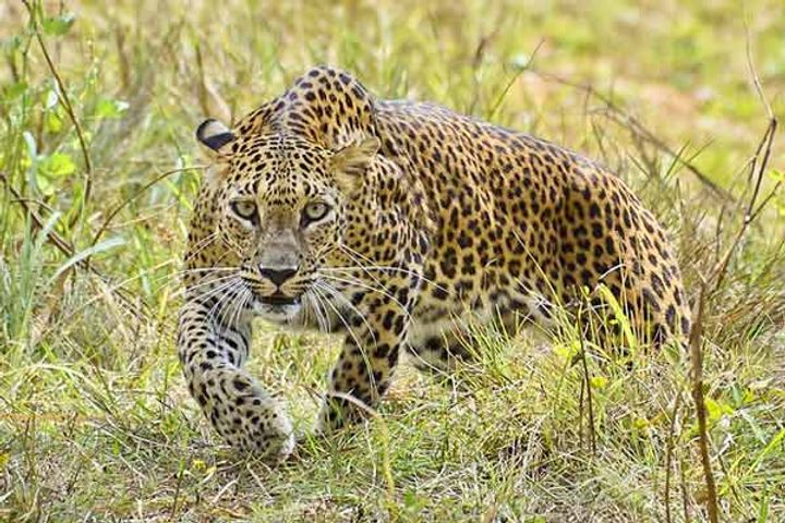 Locals save boy from Leopard