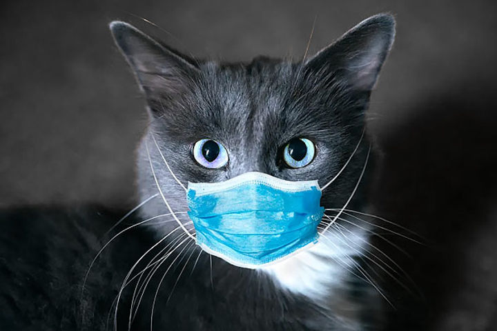 China killed three domestic cats after being infected with corona China killed three domestic cats after being infected with corona