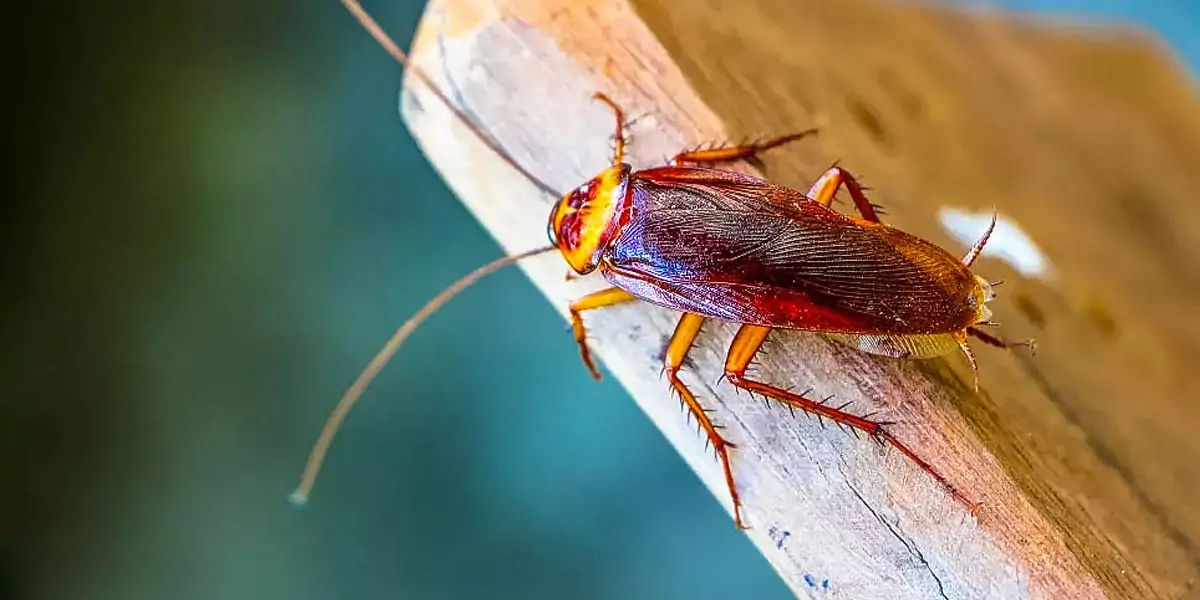 cockroaches, cockroaches facts, cockroaches age, cockroaches fact, cockroaches head, cockroaches spe