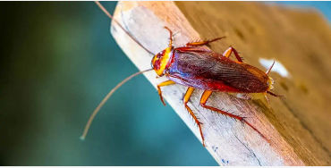 cockroaches, cockroaches facts, cockroaches age, cockroaches fact, cockroaches head, cockroaches spe