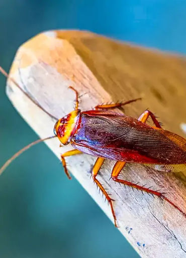 cockroaches, cockroaches facts, cockroaches age, cockroaches fact, cockroaches head, cockroaches spe