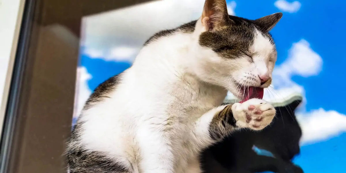 cats, smelly cat, cat facts, cat groom, cat grooming, cat lazy, lazy cat