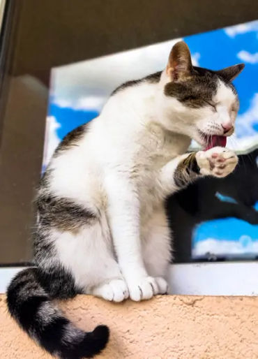 cats, smelly cat, cat facts, cat groom, cat grooming, cat lazy, lazy cat