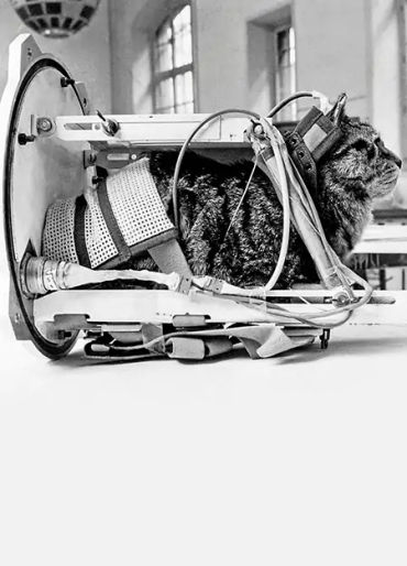 cats, smelly cat, cat facts, cat lazy, lazy cat, cat in space, space cats