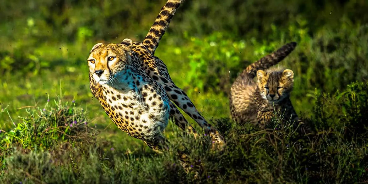 Greyhound dogs, cheetahs, dogs facts, cheetah facts, cats facts, facts, animal facts, greyhound fact