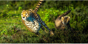 Greyhound dogs, cheetahs, dogs facts, cheetah facts, cats facts, facts, animal facts, greyhound fact