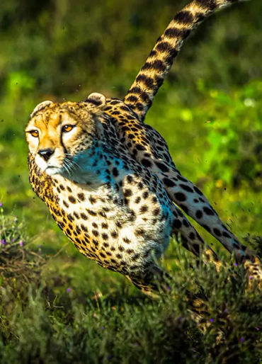 Greyhound dogs, cheetahs, dogs facts, cheetah facts, cats facts, facts, animal facts, greyhound fact