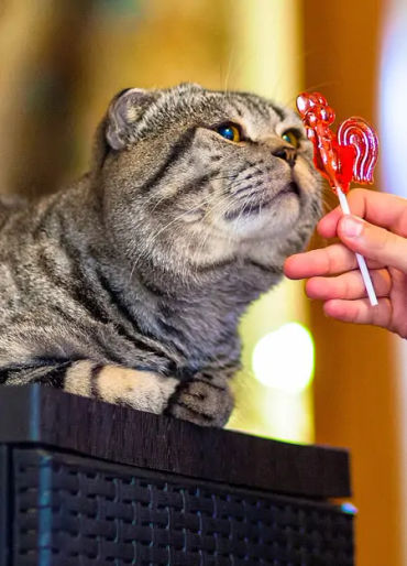 cats, smelly cat, cat facts, cat lazy, lazy cat, cat in space, space cats