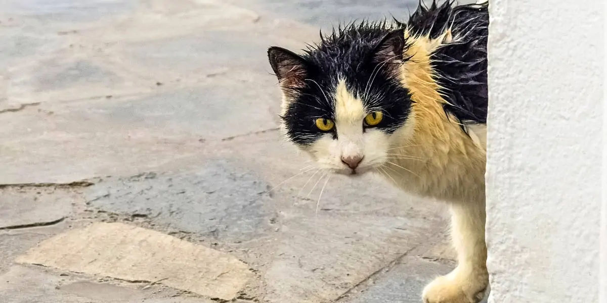 cats, smelly cat, cat facts, cat lazy, lazy cat, cat in space, space cats, wet cat