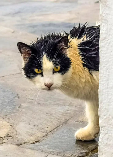 cats, smelly cat, cat facts, cat lazy, lazy cat, cat in space, space cats, wet cat