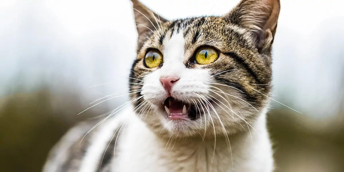 cats, smelly cat, cat facts, cat groom, cat grooming, cat lazy, lazy cat