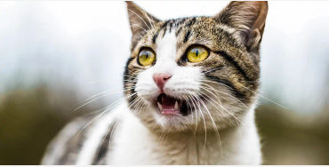 cats, smelly cat, cat facts, cat groom, cat grooming, cat lazy, lazy cat