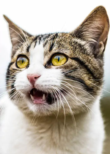 cats, smelly cat, cat facts, cat groom, cat grooming, cat lazy, lazy cat