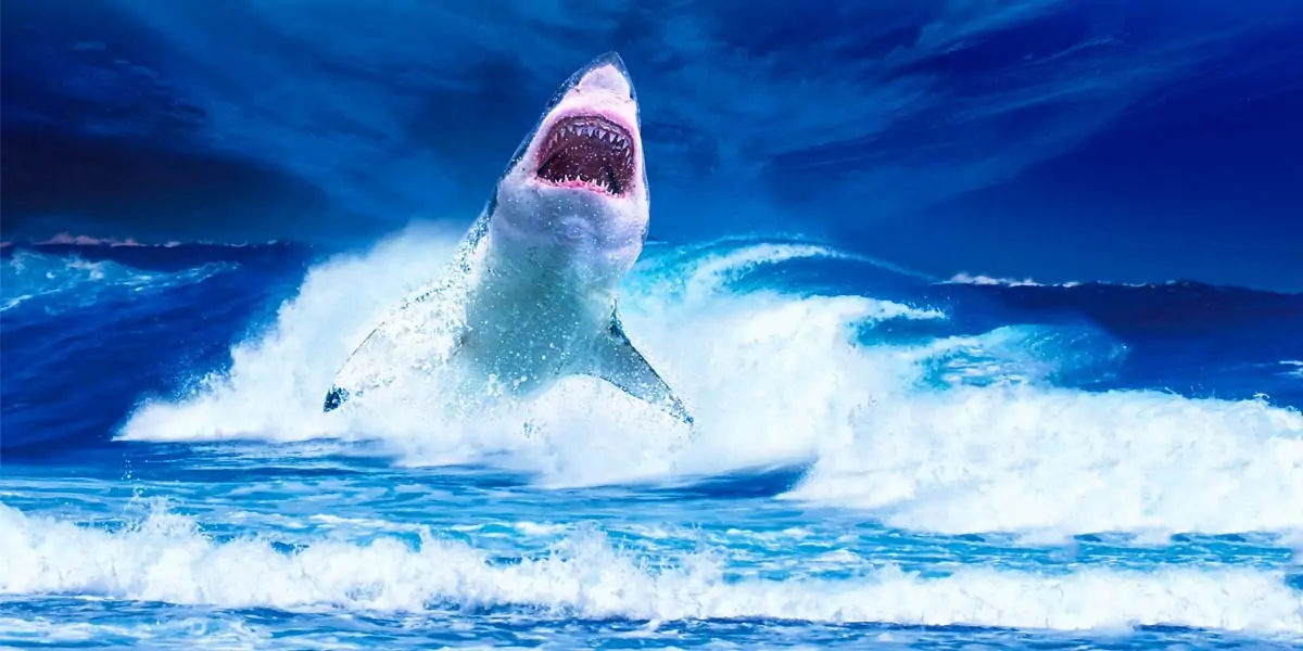 sharks, shark, apex predators, sharks, six senses, sixth sense, sharks eating,
