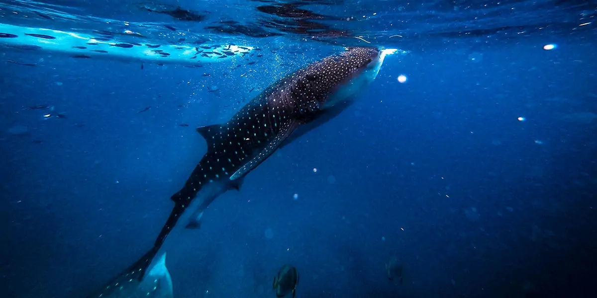 sharks, shark, apex predators, sharks, six senses, sixth sense, sharks eating,