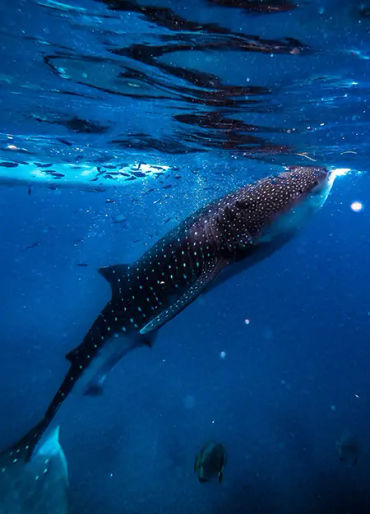 sharks, shark, apex predators, sharks, six senses, sixth sense, sharks eating, 