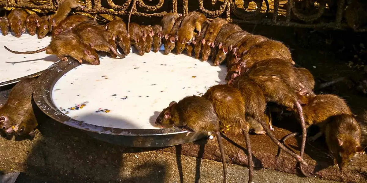 rat, mouse, rat temple, india facts