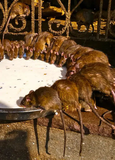 rat, mouse, rat temple, india facts