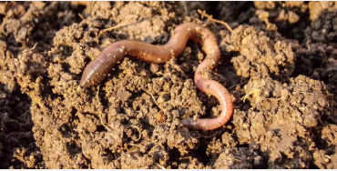 earthworm, earthworm facts, earthworm species 