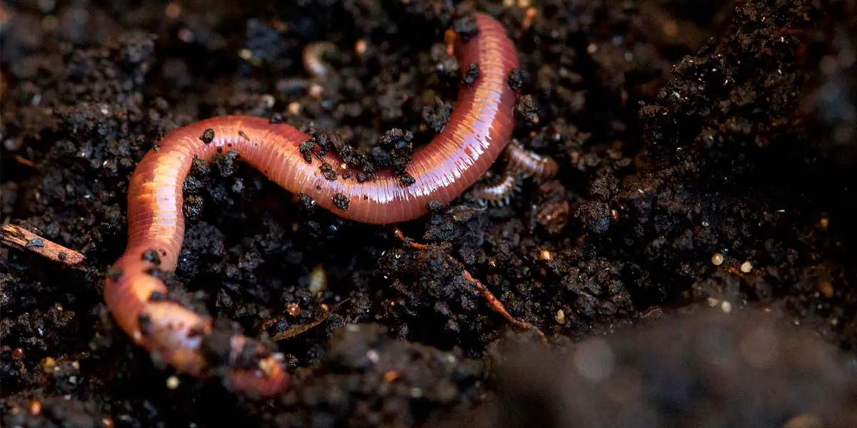 earthworm, earthworm facts, earthworm species,
