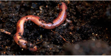 earthworm, earthworm facts, earthworm species, 