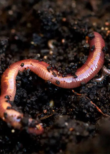 earthworm, earthworm facts, earthworm species, 