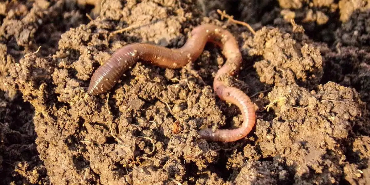 earthworm, earthworm facts, earthworm species 