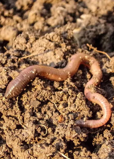 earthworm, earthworm facts, earthworm species 