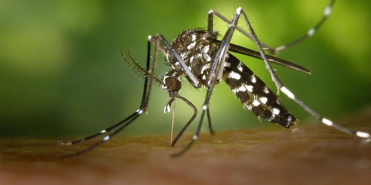 mosquito, mosquito color, female mosquito, mosquito facts
