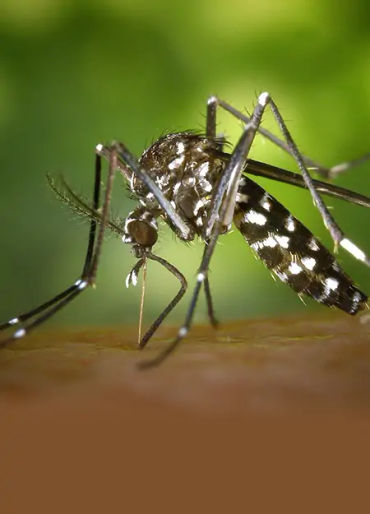 mosquito, mosquito color, female mosquito, mosquito facts