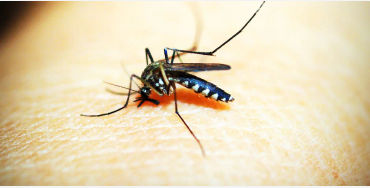 mosquito, mosquito color, female mosquito, mosquito facts, mosquito species, mosquito fact